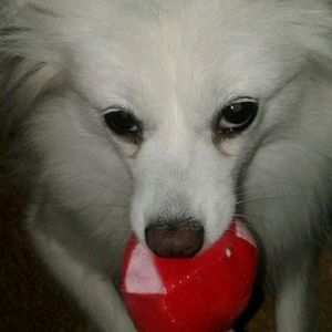 Meet your Posher, Joy